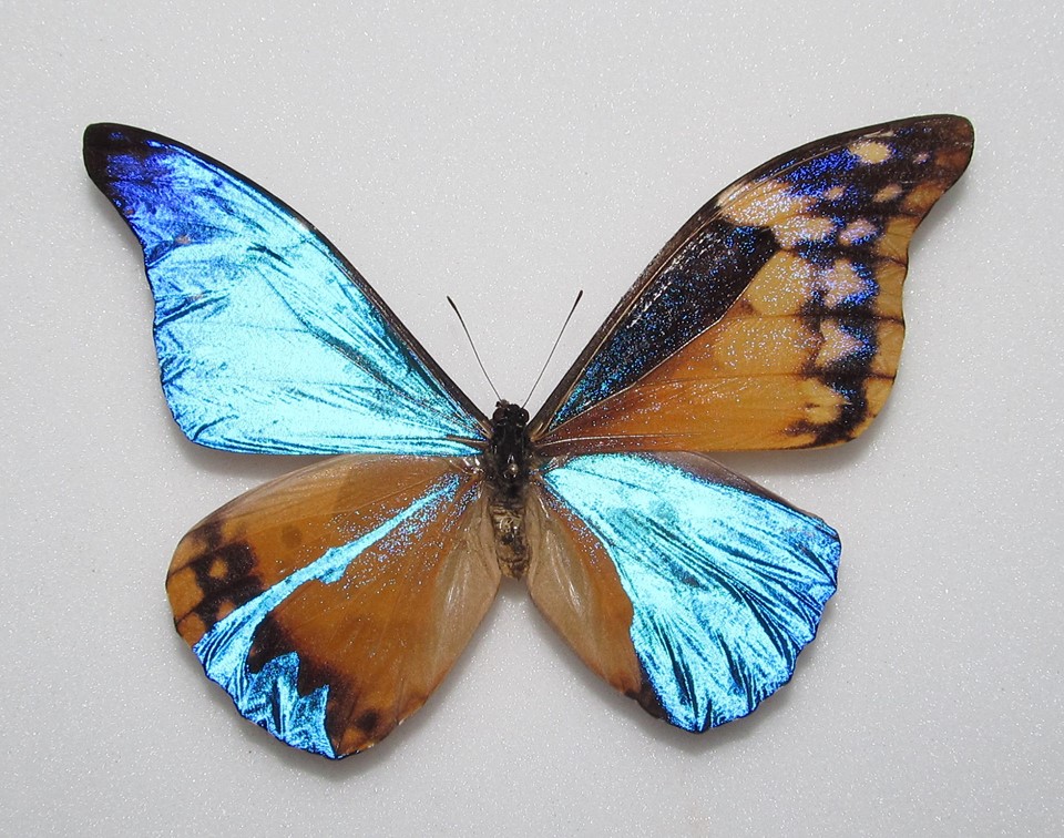 Morpho rhetenor cacica (gynandromorph, alex bic) (Internet Image property of respective owner, non-commercial use only)